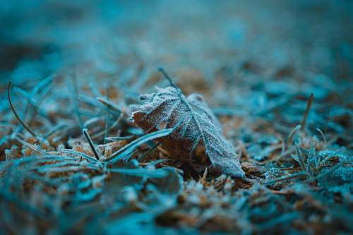 nature selective focus photography of fallen leaf outdoors
