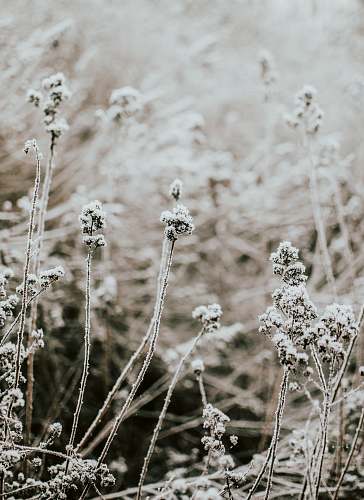 nature snow covered plant during daytime outdoors