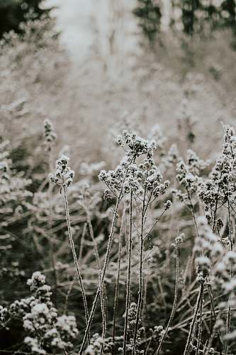 nature snow covered plants outdoors