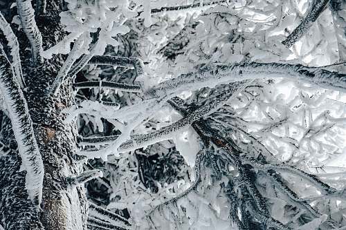 nature snow covered trees outdoors