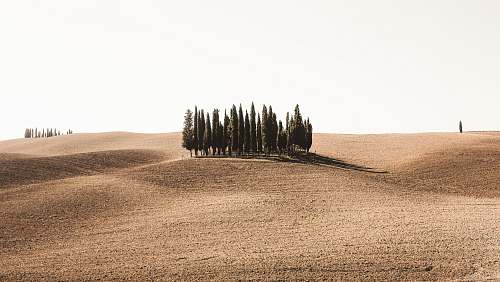 trees pine trees surrounded by brown field sand