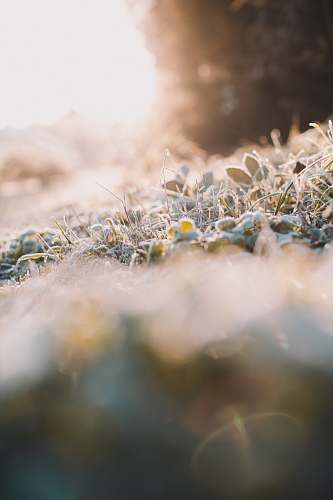 ice blue and white petaled flowers outdoors