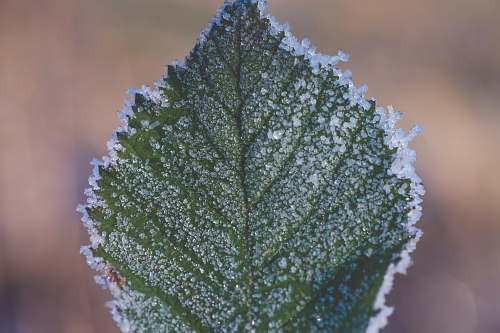 ice close-up photography of frozen leaf outdoors