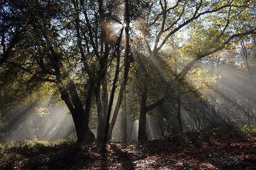tree forest with yellow sunlight forest