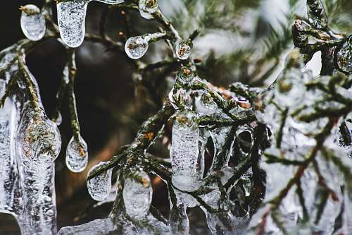 ice green tree with water drops outdoors