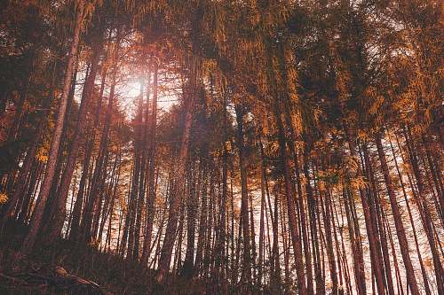 italy nature photo of tall trees during daytime forest