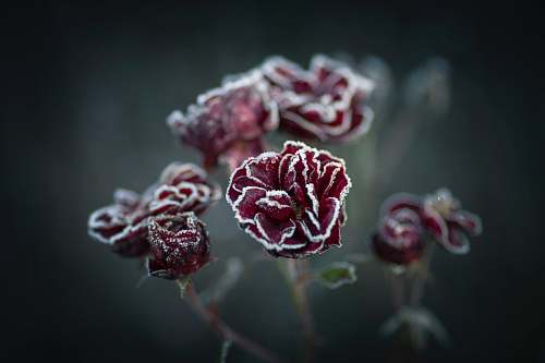 ice red flowers outdoors