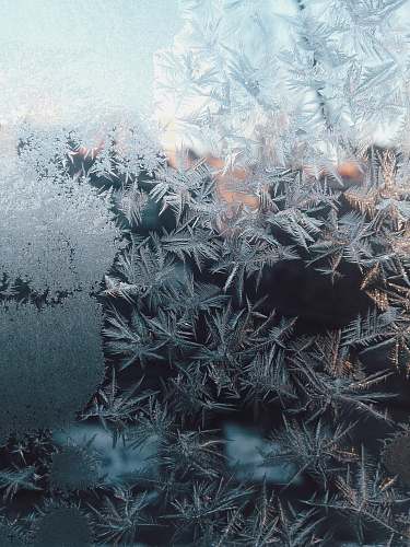 ice white leaves outdoors