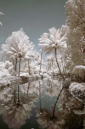ice white trees near river painting outdoors