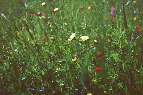 flower white daisy flowers grass