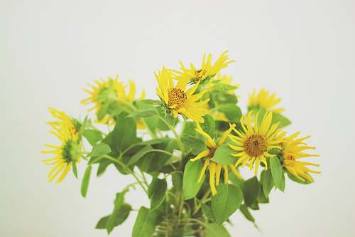 sunflower yellow petaled flower blossom