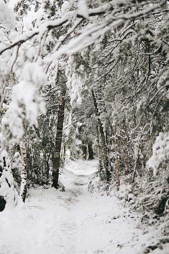 grey trees covered by snow new zealand