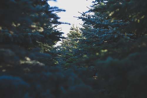 trees green pine trees at daytime sunlight