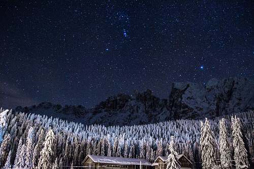 stars pine trees covered with snow under starry sky sky