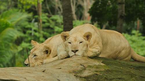 mammal two lioness lying on rock lion