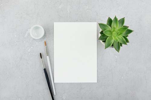  white printer paper beside plant and paintbrush 