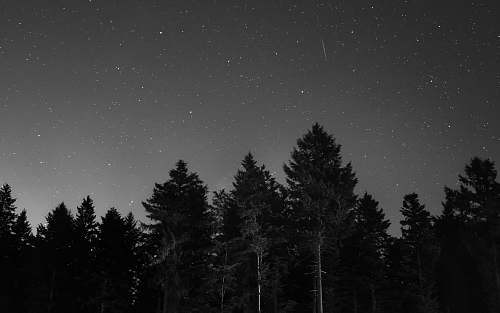 pine forest during night time grey