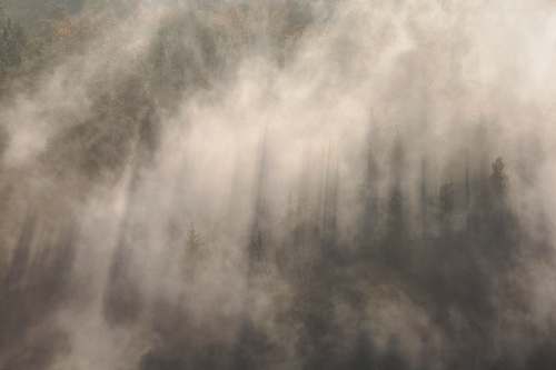 germany A thick mist obscuring a forest in Rathmannsdorf nature