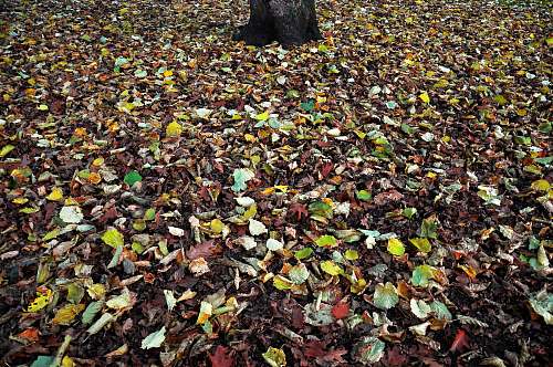tree assorted leaves near tree trunk hamburg