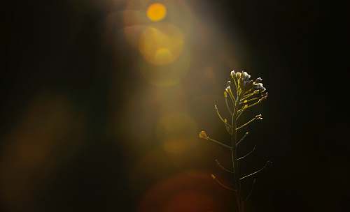 flower close-up photography of white petaled flower plant