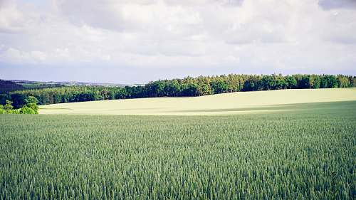 trees landscape photography of grass and trees nature