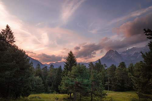 tree pine trees and mountain during daytime nature