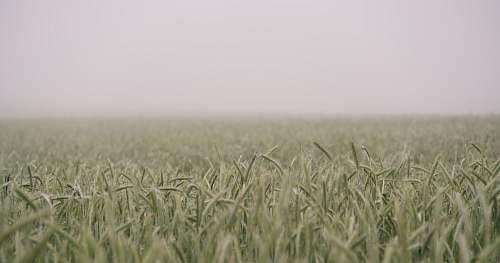 grass shift-tilt lens photograph of green field sky