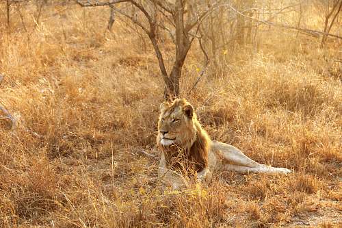  lion lying at the wild beside bare tree during day 