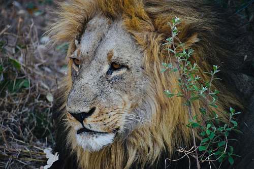 mammal adult lion beside plants wildlife