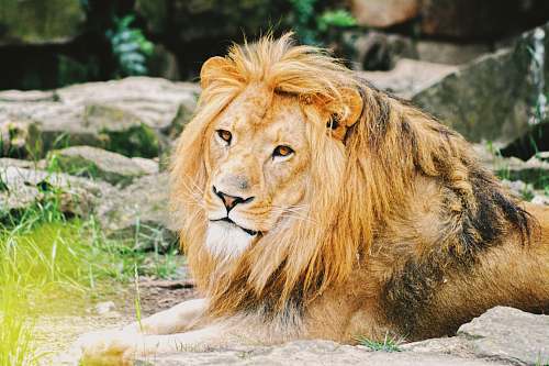 lion adult lion lying on ground mammal