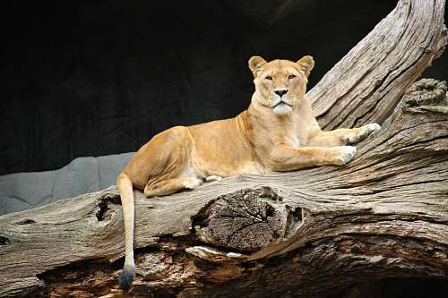 mammal adult lioness lying on tree log lion