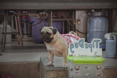 canine adult pawn pug dog