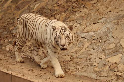 wildlife albino tiger tiger