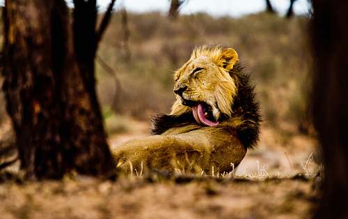 lion beige lion mammal