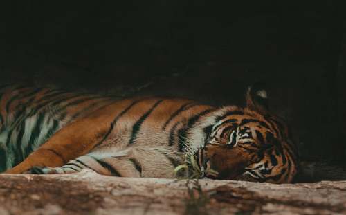 wildlife Bengal tiger tiger