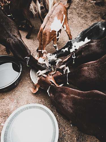 mammal brown and black goats eating cattle