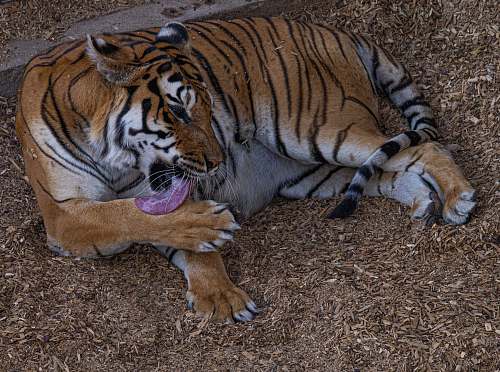 mammal brown and black tiger tiger