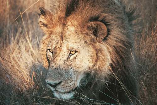 mammal brown coated lion lion