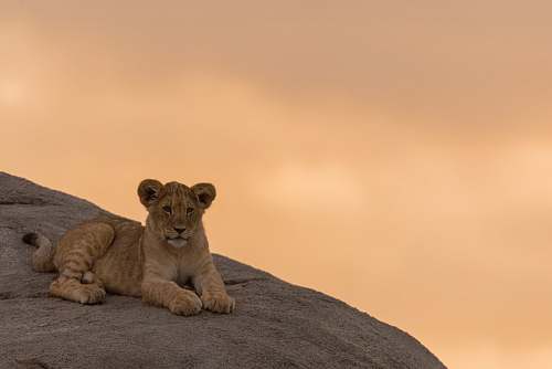 lion brown cougar mammal