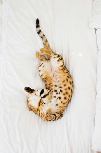 cat brown leopard pet portrait