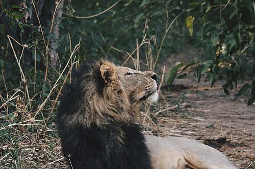mammal brown lion beside trees lion