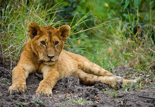 lion brown lion cub mammal