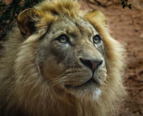 mammal brown lion cun wildlife