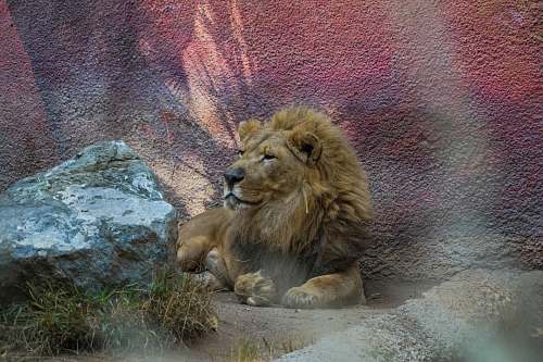 mammal brown lion facing sideways wildlife