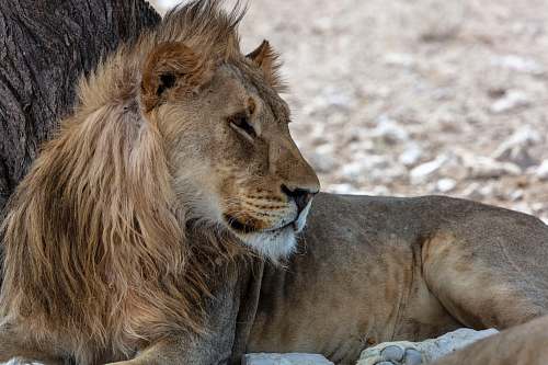 lion brown lion wildlife