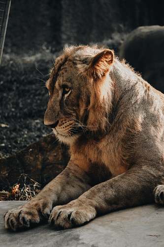 mammal brown lion lying on gray rock wildlife
