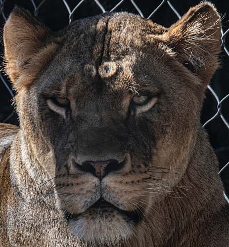 mammal brown lion lion