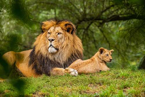 lion brown lion on green grass field mammal