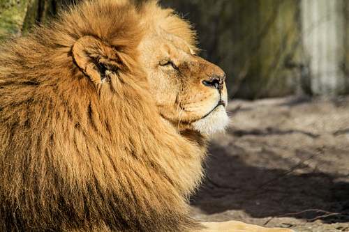 lion brown lion on prone position during daytime mammal