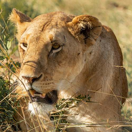 lion brown lioness mammal